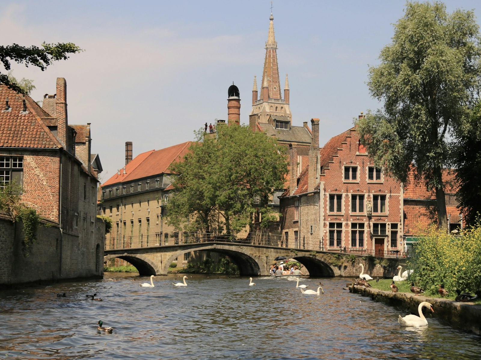 Swans on a canal in front of medieval houses in Bruges, a romantic spot for couples